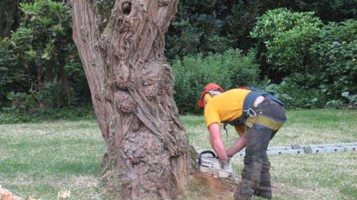 Ommen bomen rooien